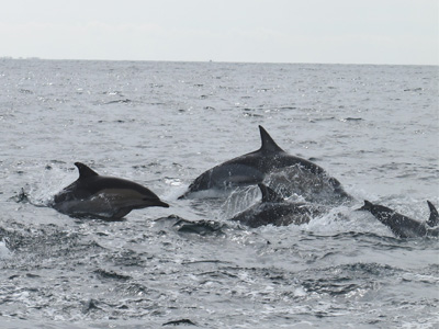 dauphins